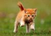 [Pure Cats Vol. 003]