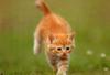 [Pure Cats Vol. 003]