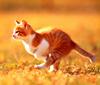 [Pure Cats Vol. 003]