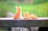 [Pure Cats Vol. 003]