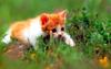 [Pure Cats Vol. 004]