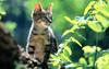 [Pure Cats Vol. 004]