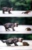 [Pure Cats Vol. 004]