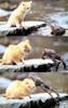 [Pure Cats Vol. 004]