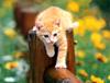 [Pure Cats Vol. 004]