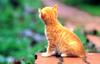 [Pure Cats Vol. 004]