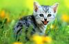 [Pure Cats Vol. 004]