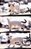 [Pure Cats Vol. 004]