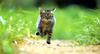 [Pure Cats Vol. 005]