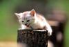 [Pure Cats Vol. 005]