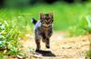 [Pure Cats Vol. 005]