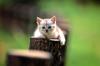 [Pure Cats Vol. 005]