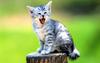 [Pure Cats Vol. 005]