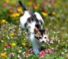 [Pure Cats Vol. 005]