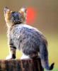 [Pure Cats Vol. 006]