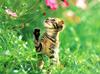 [Pure Cats Vol. 006]