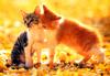[Pure Cats Vol. 006]