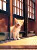 [Pure Cats Vol. 006]