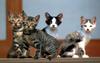 [Pure Cats Vol. 006]