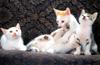 [Pure Cats Vol. 006]