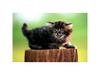 [Pure Cats Vol. 007]