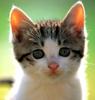 [Pure Cats Vol. 007]