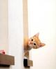 [Pure Cats Vol. 007]