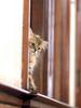 [Pure Cats Vol. 007]