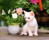 [Pure Cats Vol. 007]