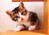 [Pure Cats Vol. 007]