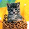 [Pure Cats Vol. 008]