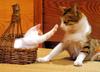 [Pure Cats Vol. 008]