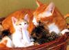 [Pure Cats Vol. 008]