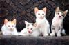 [Pure Cats Vol. 008]