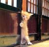 [Pure Cats Vol. 008]