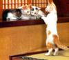 [Pure Cats Vol. 008]