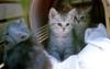 [Pure Cats Vol. 009]