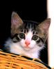 [Pure Cats Vol. 009]