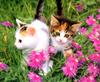 [Pure Cats Vol. 010]
