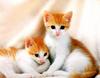 [Pure Cats Vol. 010]