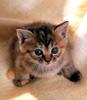 [Pure Cats Vol. 010]