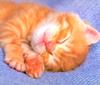 [Pure Cats Vol. 010]