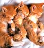 [Pure Cats Vol. 010]