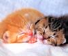 [Pure Cats Vol. 011]