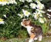 [Pure Cats Vol. 011]