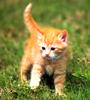 [Pure Cats Vol. 011]