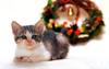 [Pure Cats Vol. 012]