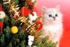 [Pure Cats Vol. 012]