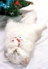 [Pure Cats Vol. 012]