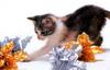 [Pure Cats Vol. 012]
